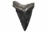 Serrated, Fossil Great White Shark Tooth - South Carolina #347036-1